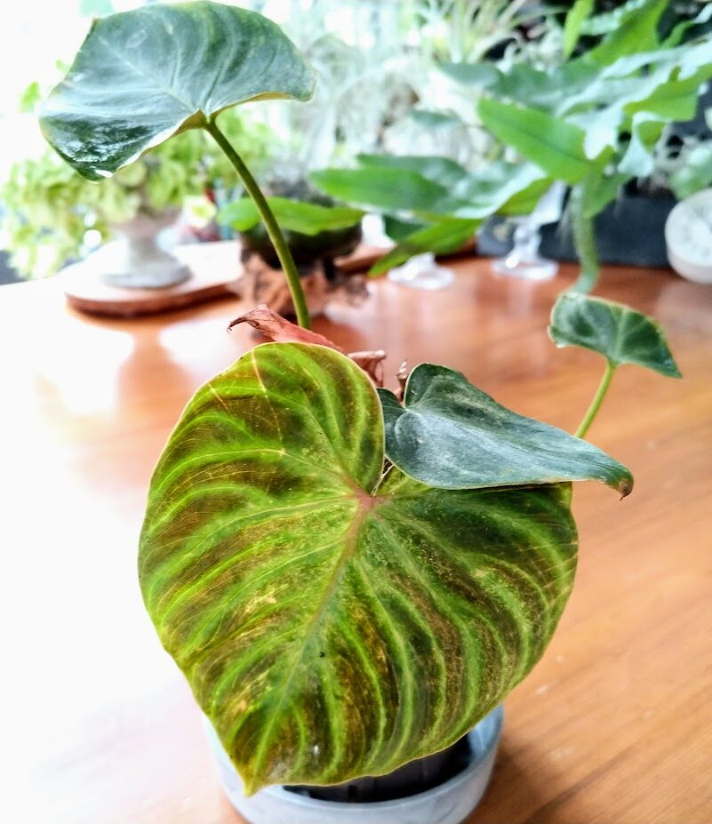フィロデンドロン ベルコーサム Philodendron verrcosum | miicaのゆびいろ